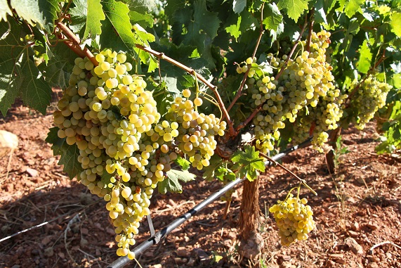 MONEMVASIA GRAPES (2)